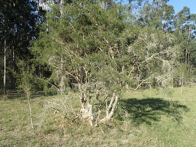 Le ravintsara, l'arbre aux bonnes feuilles